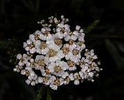 Achillea millefolium 20-9763